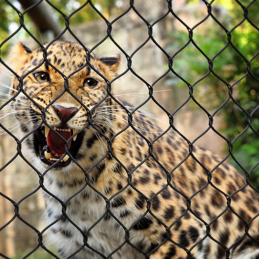 How to Choose Zoo Mesh for Your Animals?